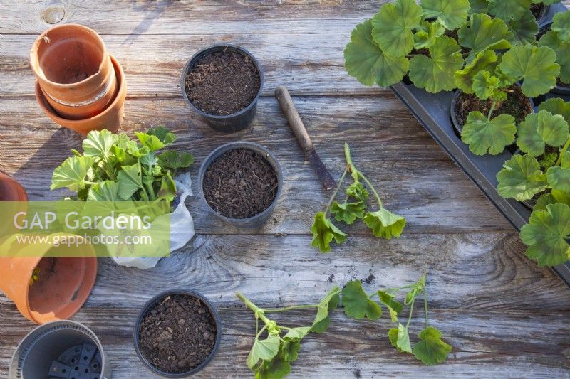 Propagating Pelargoniums with cuttings.