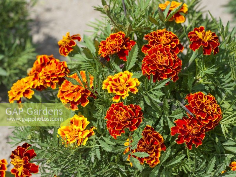 Tagetes patula Honeycomb, autumn September