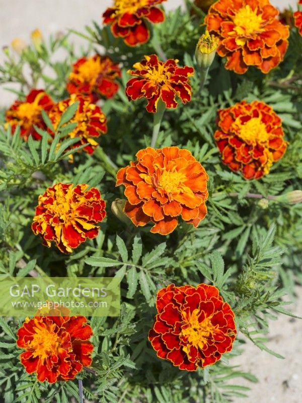 Tagetes patula Aura Red, summer July