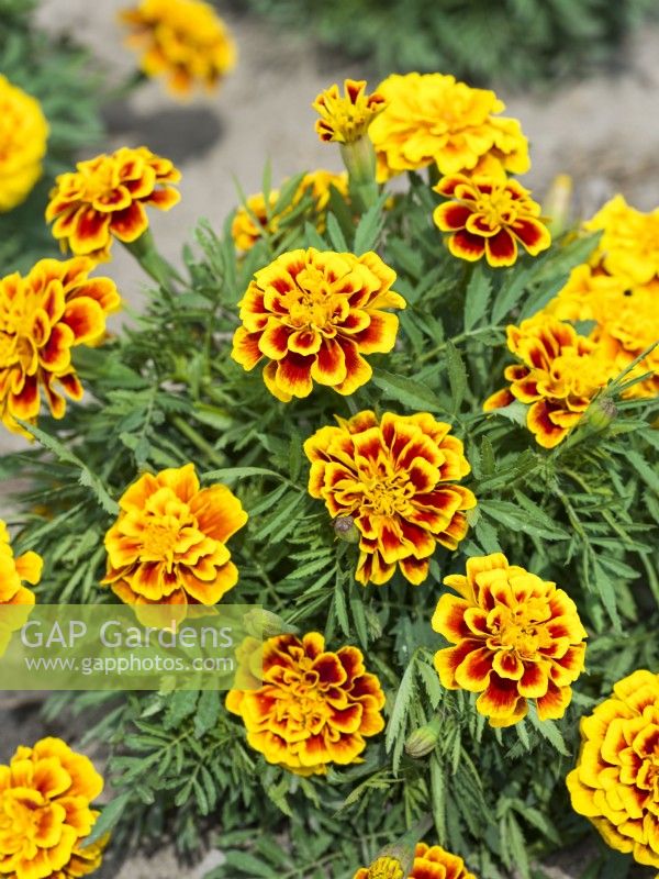 Tagetes patula Aura Yellow Fire, summer June