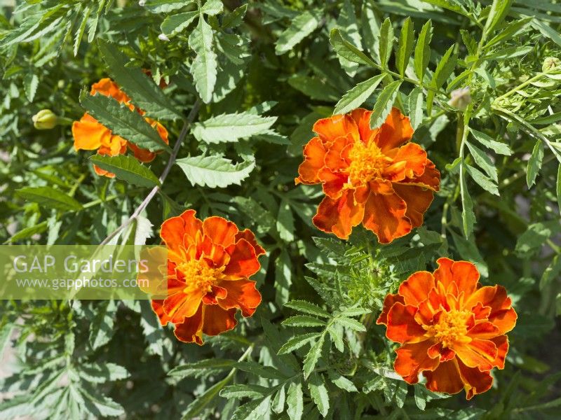 Tagetes patula Red Brocad, summer July