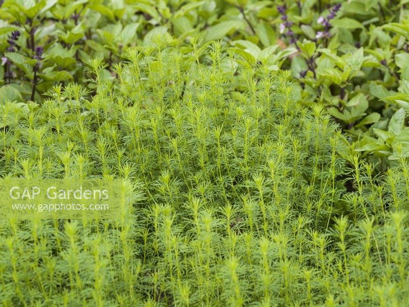 Tagetes filifolia Dropshot, autumn October