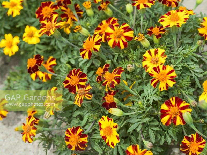 Tagetes patula Mr. Majestic, autumn October