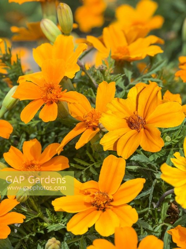 Tagetes patula Disco Orange, summer July