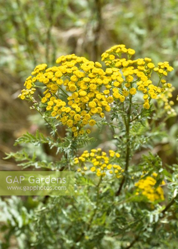 Tanacetum vulgare, summer August