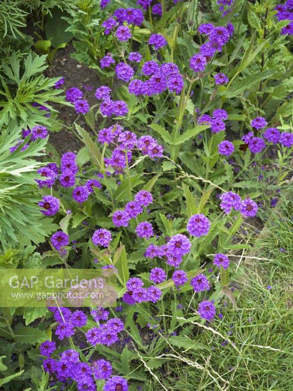 Verbena rigida, summer June