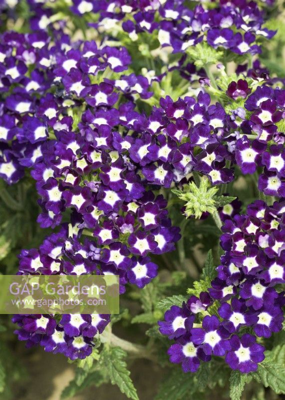 Verbena nana compacta, spring May