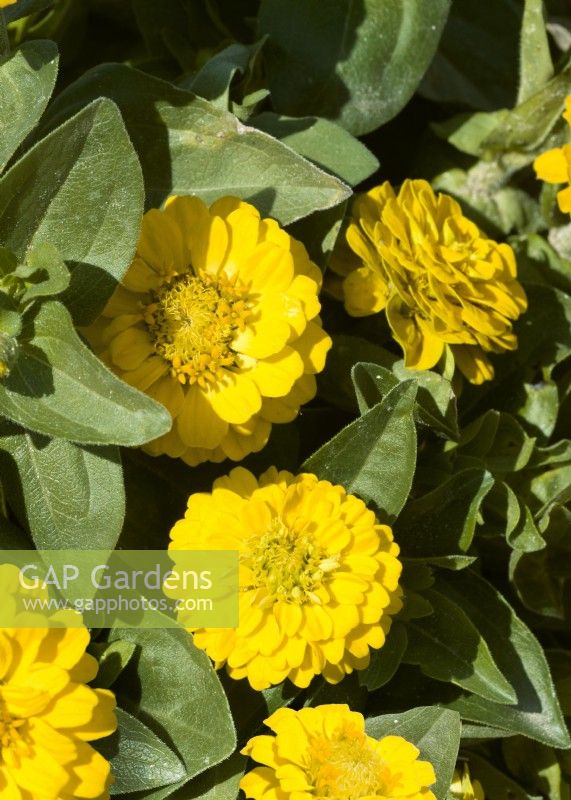 Zinnia elegans Liliputek Yellow, autumn October