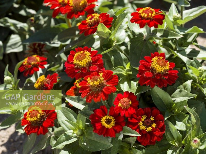 Zinnia elegans Liliputek Red, summer July