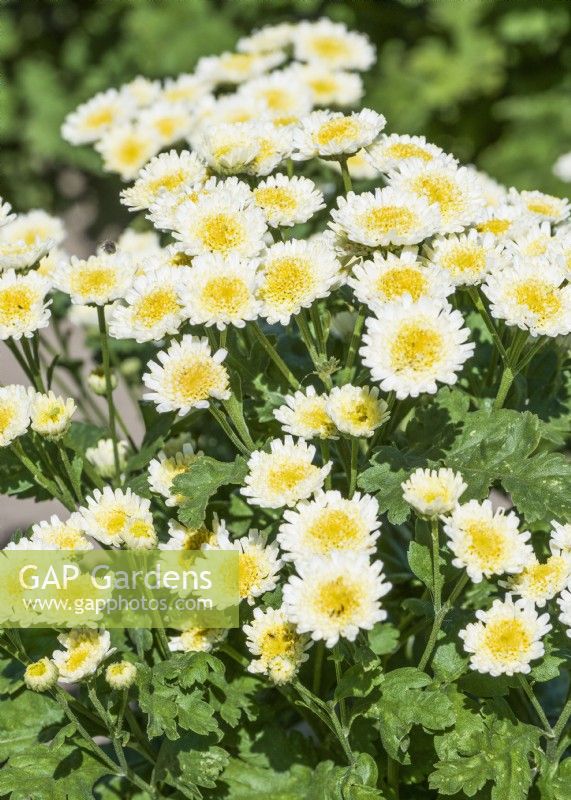 Tanacetum parthenium Orinoco, summer August