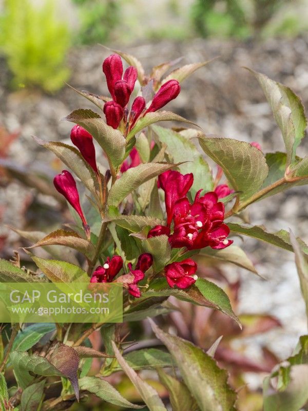 Weigela Hybrida All Summer Red, spring May