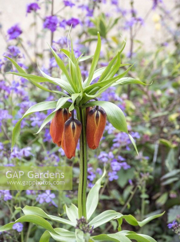 Fritillaria imperialis emerging among lunaria