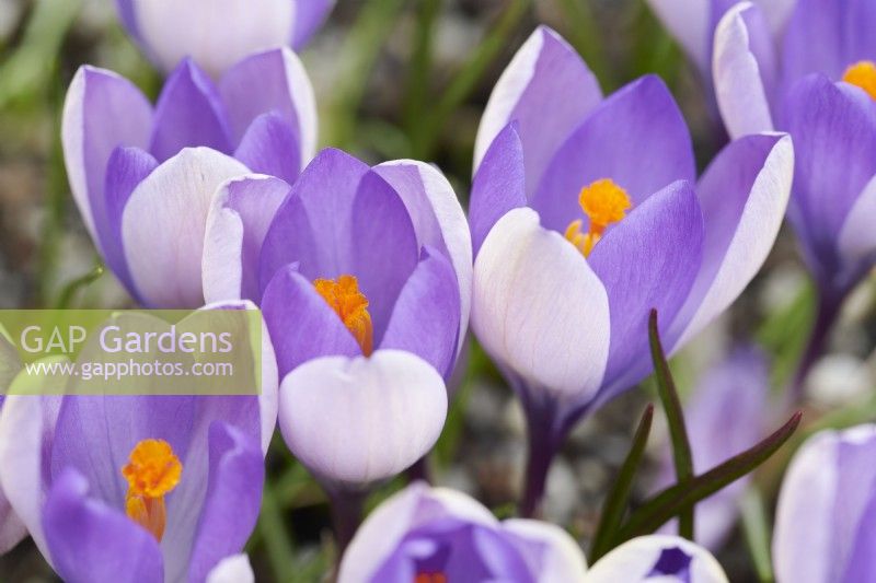 Crocus tommasinianus 'Yalta'