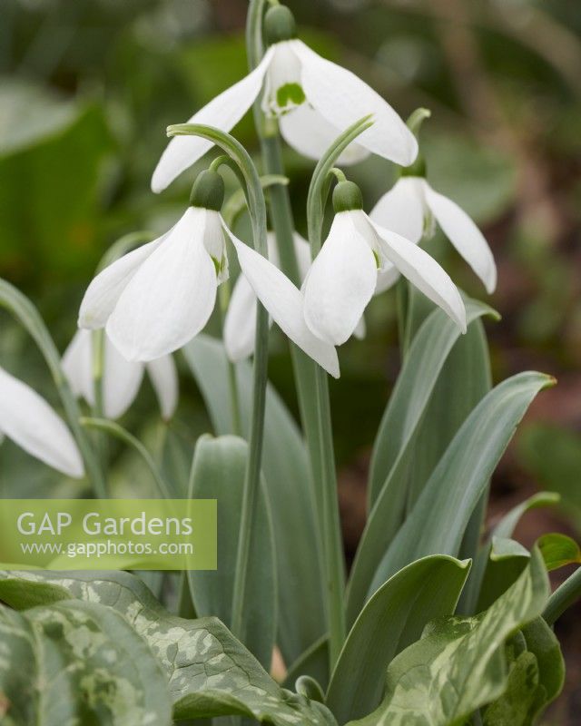 Galanthus elwesii var. monostictus syn. Galanthus caucasicus