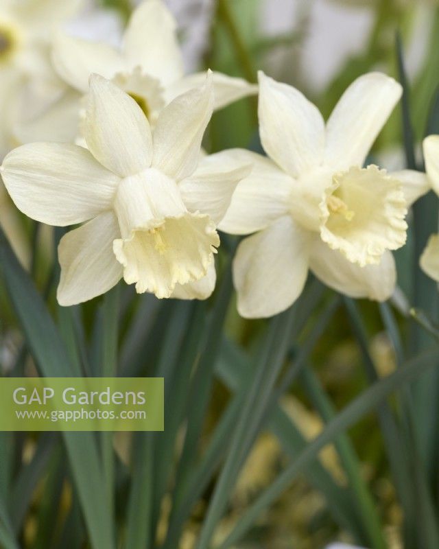 Narcissus 'Snow Baby'