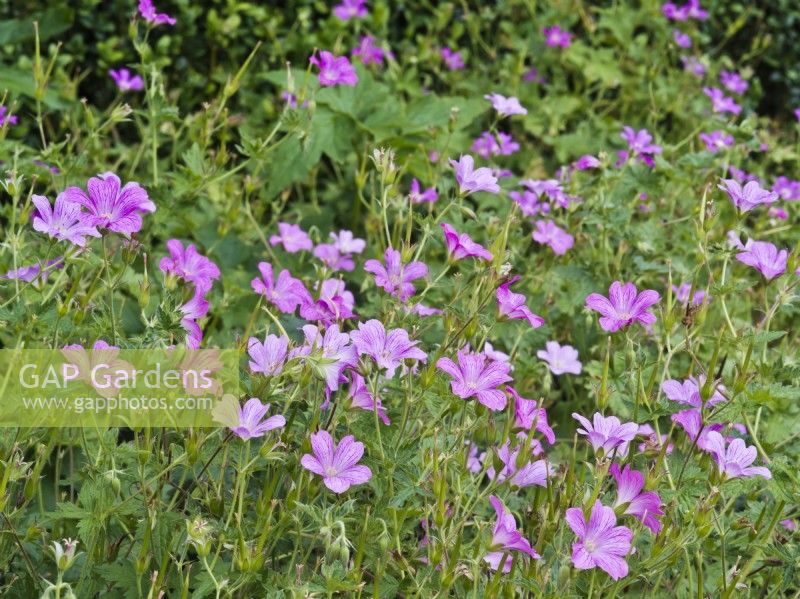 Geranium x oxonianum 'Claridge Druce' - Cranesbill