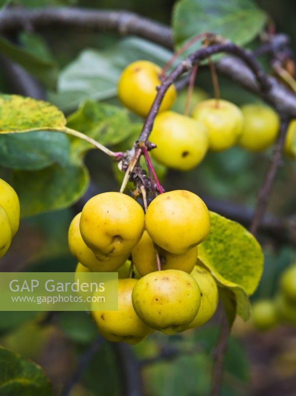 Malus 'Butterball' AGM - Crab apple, yellow fruits in autumn