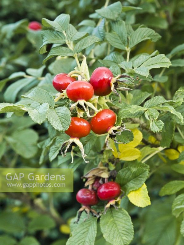 Rosa rugosa 'Alba' - large red hips in autumn