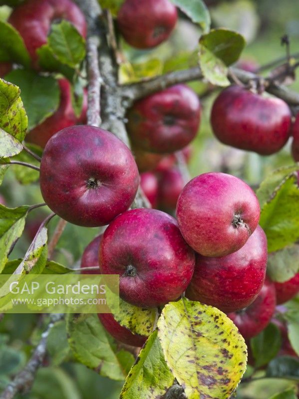 Apple 'Brown's Apple' - a cider variety - Malus domestica - October