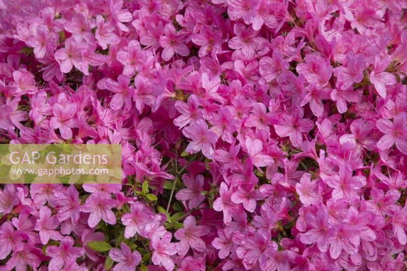 Azalea 'Hinomayo', April