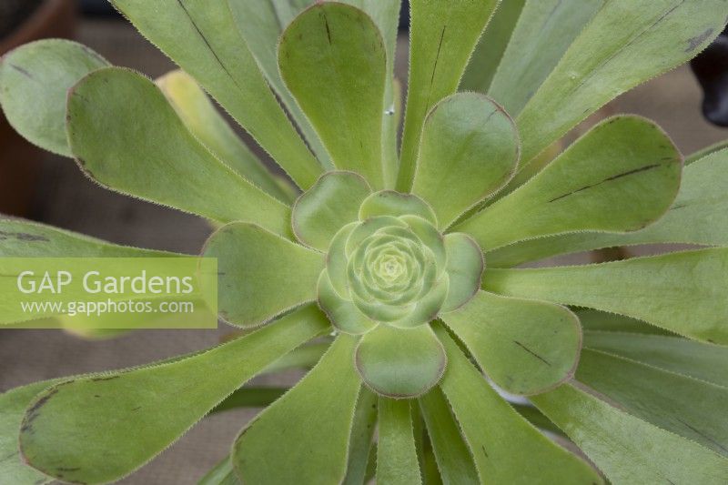 Aeonium arboreum 'Red Edge', April