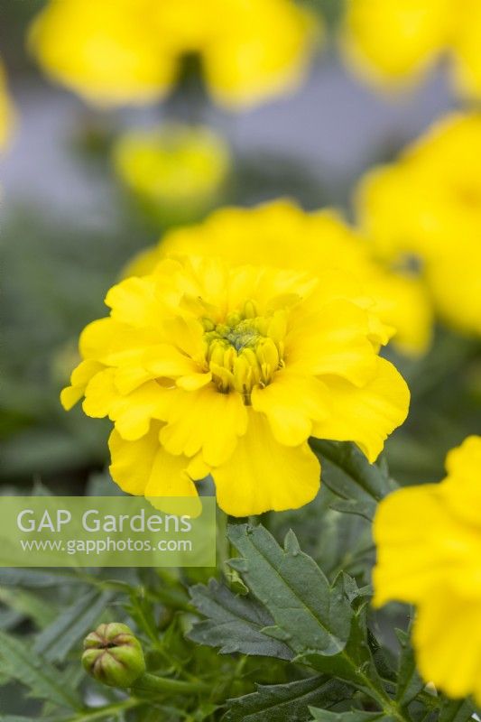 Marigold 'Bonanza Yellow'