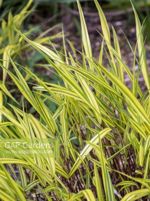 Hakonechloa macra 'Aureola'