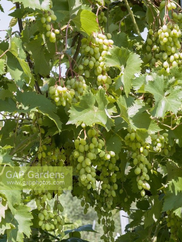 Vitis vinifera subsp. vinifera, summer August