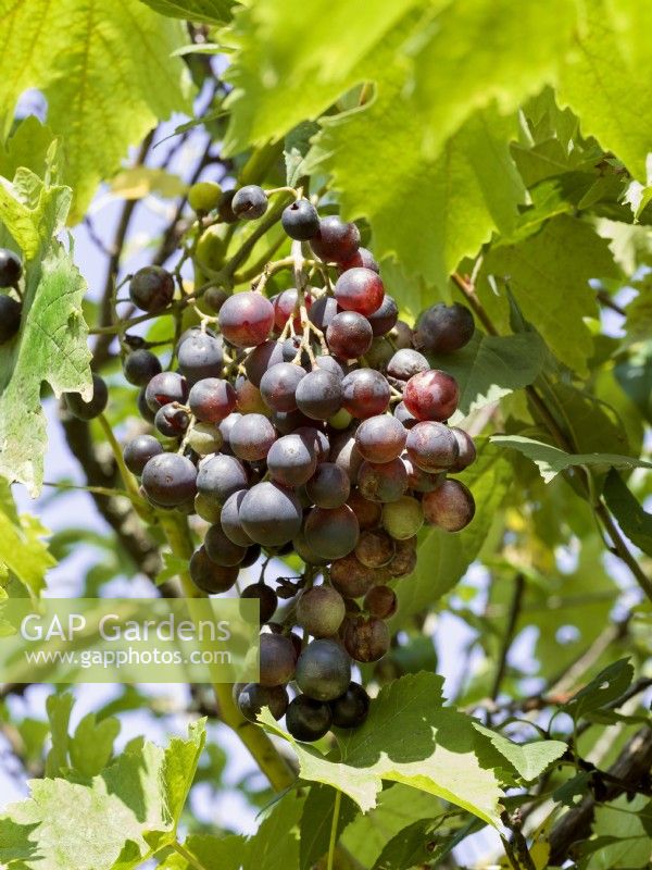 Vitis vinifera subsp. vinifera, summer August