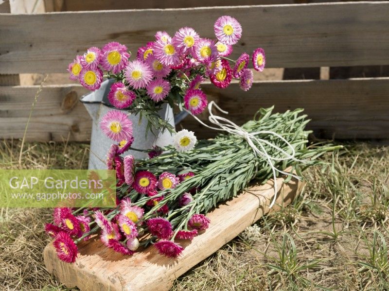 Xerochrysum bracteatum, summer August