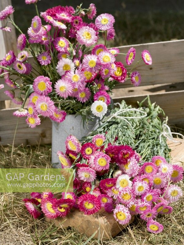 Xerochrysum bracteatum, summer August