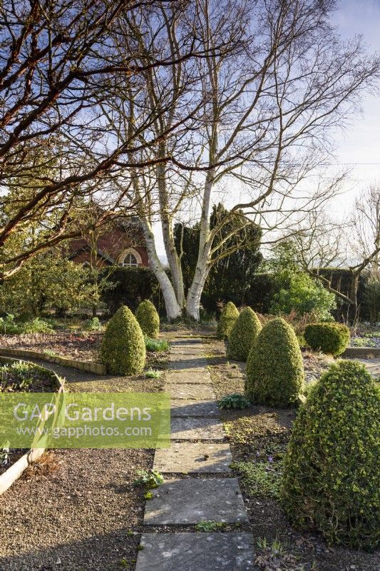 Slab and gravel path framed by cones of Buxus sempervirens 'Elegantissima' leads toward a white stemmed Betula mandshurica at Ivy Croft garden in January