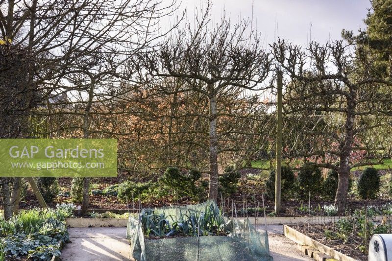 Formal vegetable garden framed by espaliered fruit trees at Ivy Croft in January