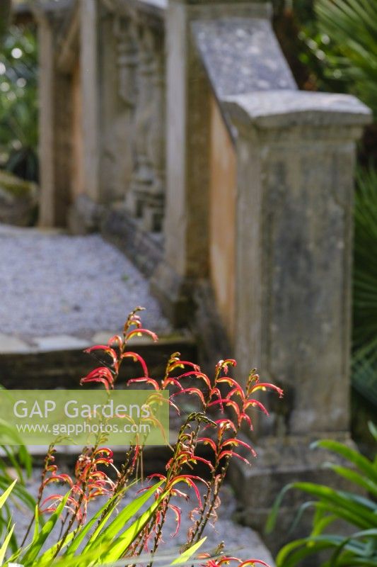 Chasmanthe aethiopica in foreground, classical stone steps behind