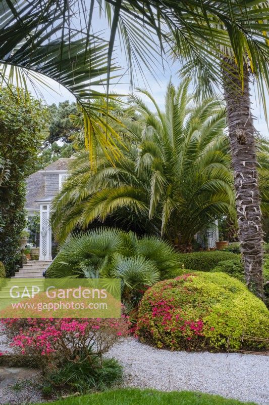 Phoenix canariensis beneath Chamaerops humilis, with evergreen Azaleas, semi tropical garden