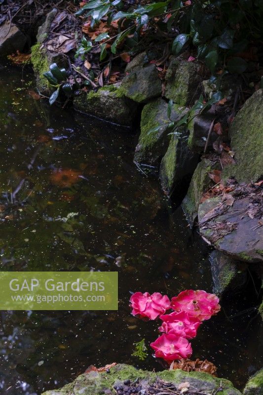 Camellia flowers floating in a quiet woodland garden pond