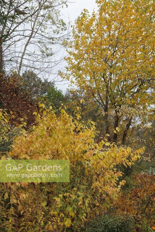 Mixed late autumn border with Cornus 'Midwinter Fire' and Salix caprea