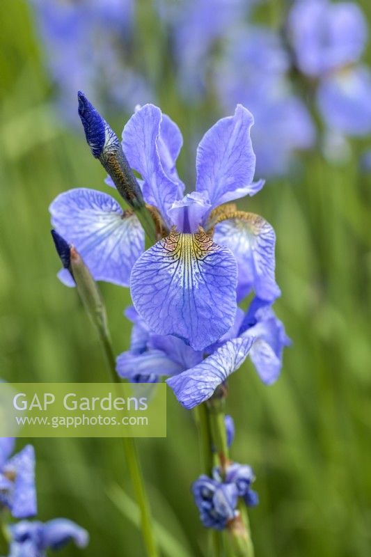 Iris sibirica 'Perry's Blue'