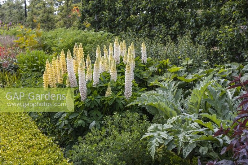 Summer perennials bed planted with Lupinus 'Polar Princess' and Cynara cardunculus 
