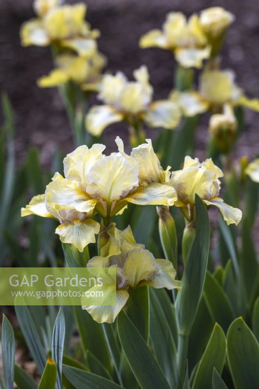 Iris SDB 'Bleached Blonde'