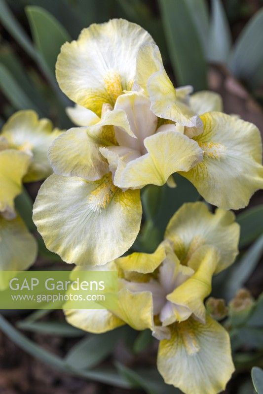 Iris SDB 'Bleached Blonde'