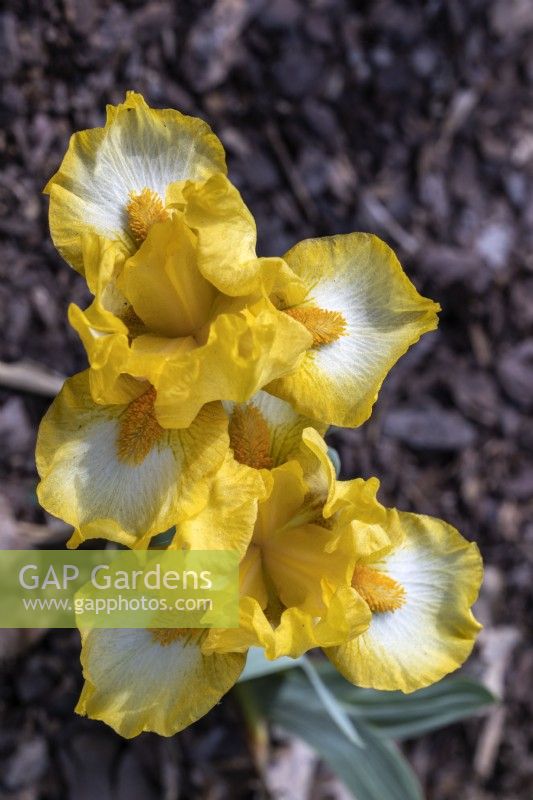 Iris SDB 'Gaily Forward'