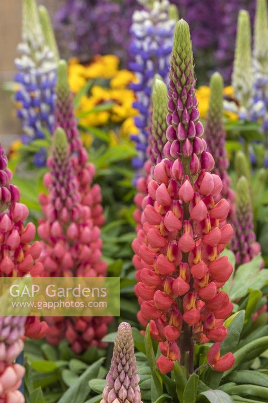 Lupinus West Country 'Towering Inferno'