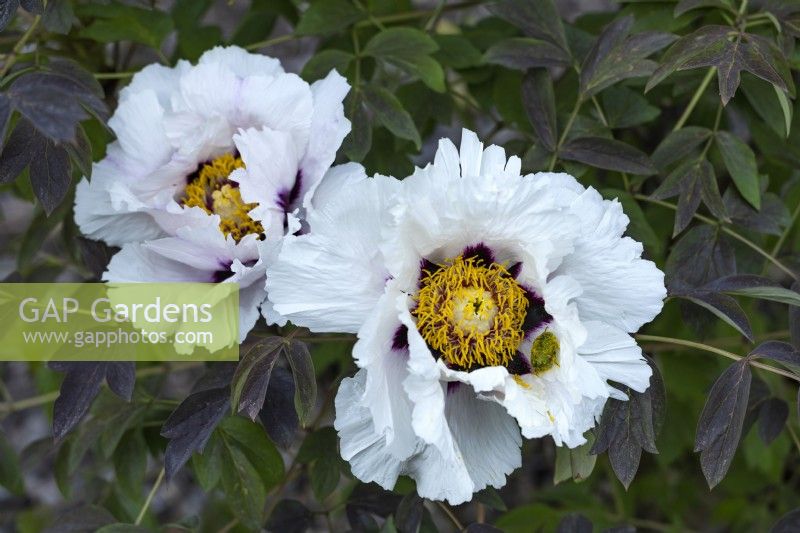 Paeonia suffruticosa