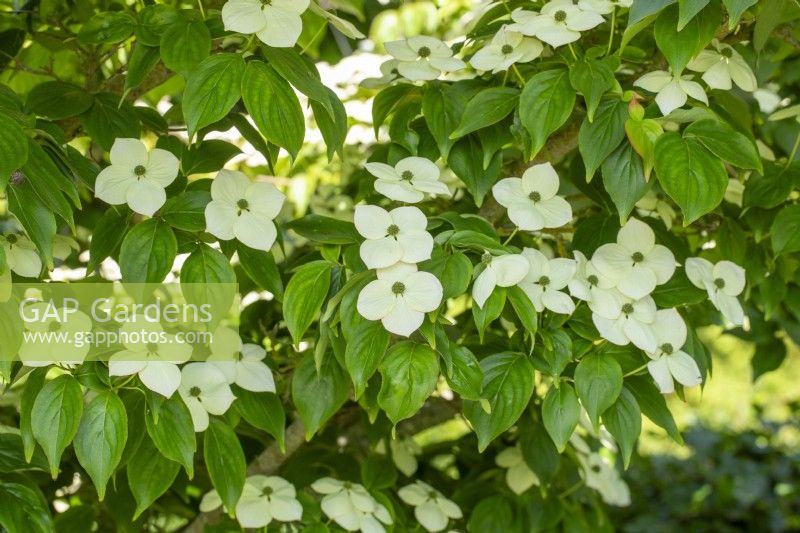 Cornus Kousa 'Wisley Queen' - Summer