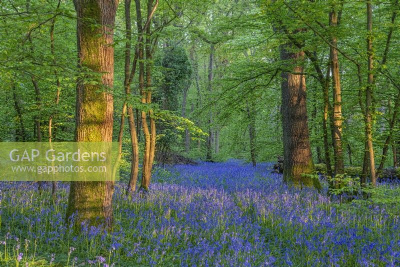 View of a woodland carpeted with Hyacinthoides non-scripta flowering in Spring - April