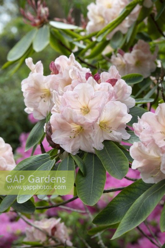 Rhododendron 'Hydon Juliet'