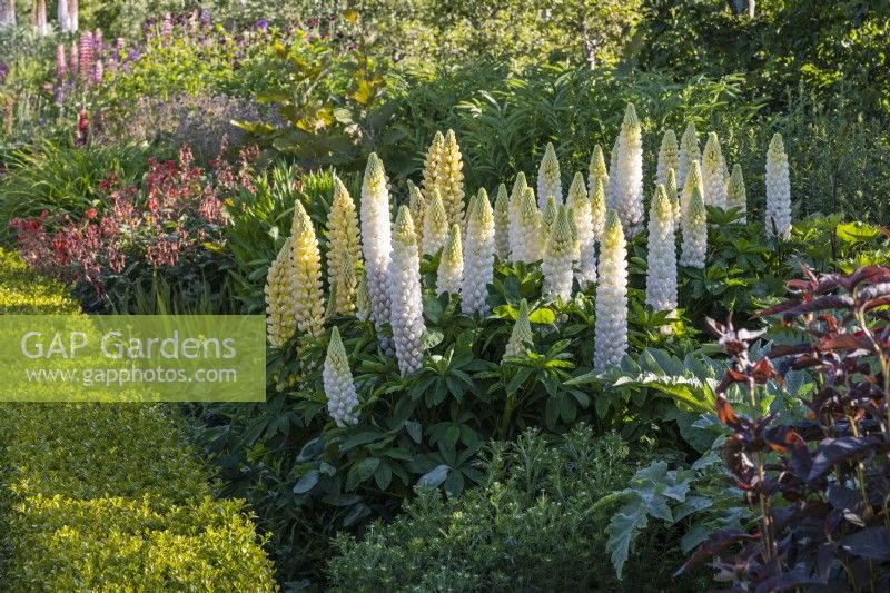 Summer border planted with Lupinus 'Polar Princess'