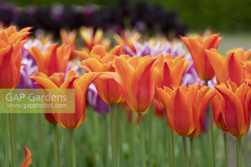 Tulipa 'Ballerina' - Lily Flowered Tulip
