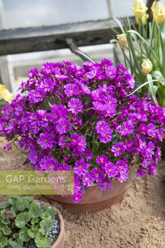 Lewisia cotyledon Ashwood Strain Magenta Shades in pot plunged into sand in an alpine house, April